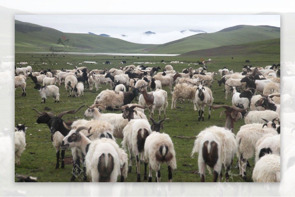 藏羚羊群图片