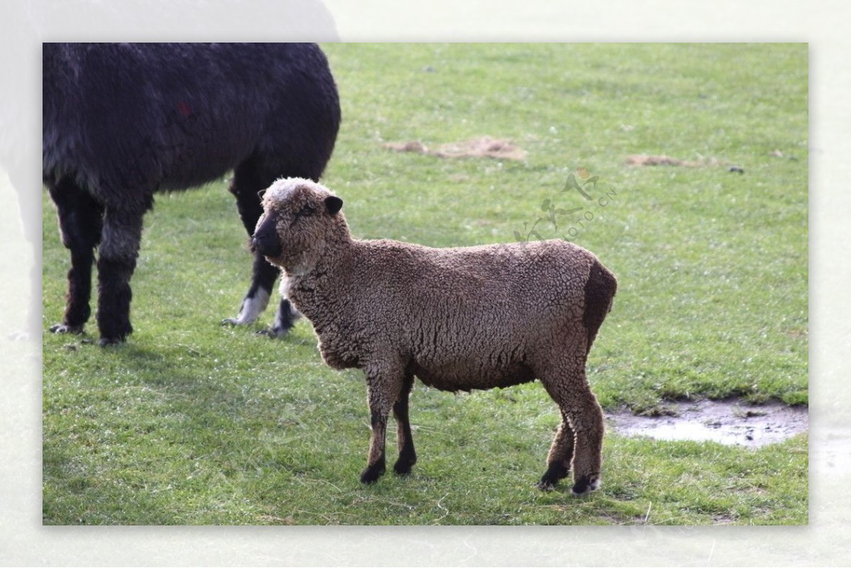 新西兰牧场小羊图片