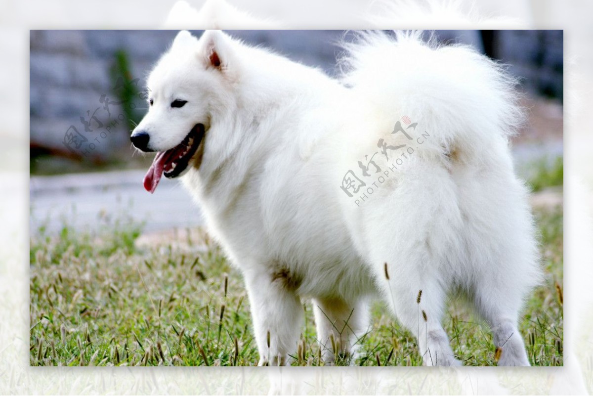 狗白色的狗狗图片