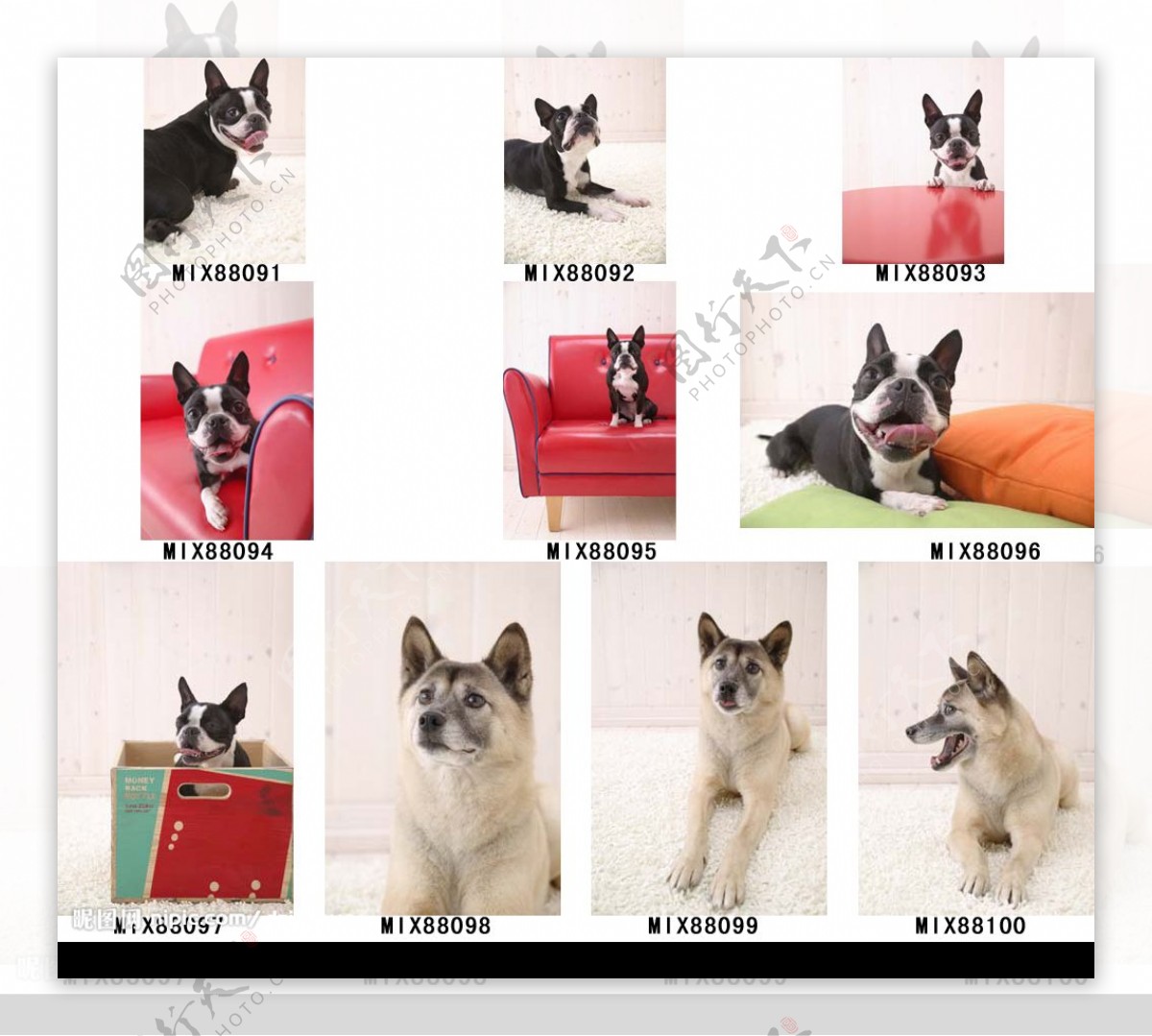 Mixa图像素材可爱的宠物091100图片