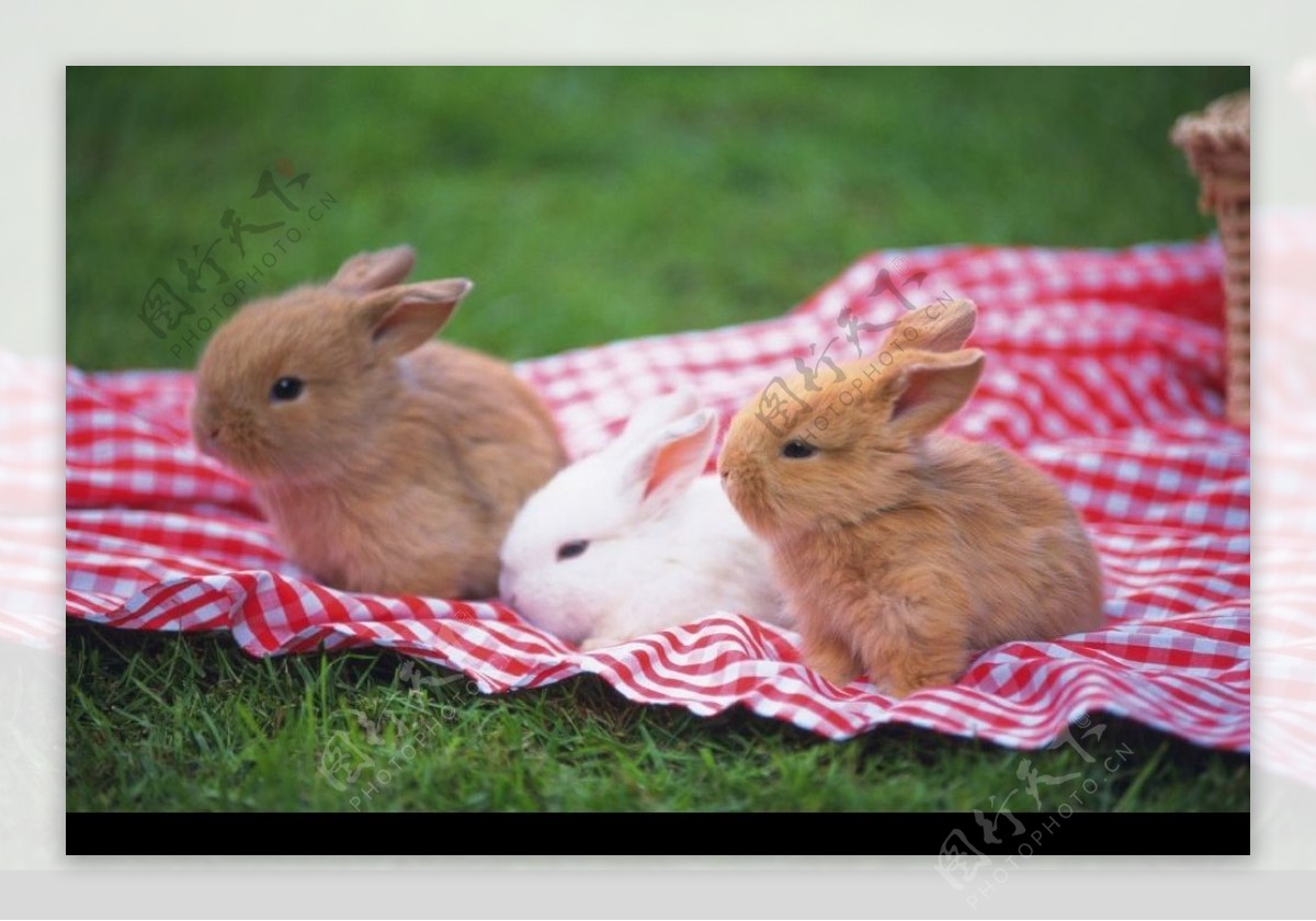 三只小兔子图片