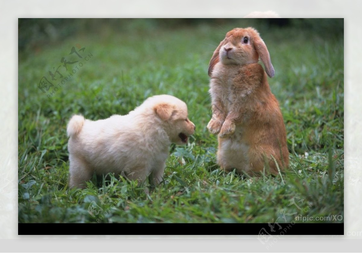 站立的兔子和小狗图片