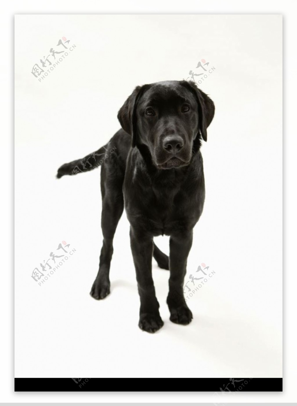 图片素材 : 白色, 小狗, 肖像, 特写, 脊椎动物, 狗品种, 白狗, 街头狗, 狗喜欢哺乳动物 4608x3456 - - 1380054 - 素材中国, 高清壁纸 - PxHere摄影图库