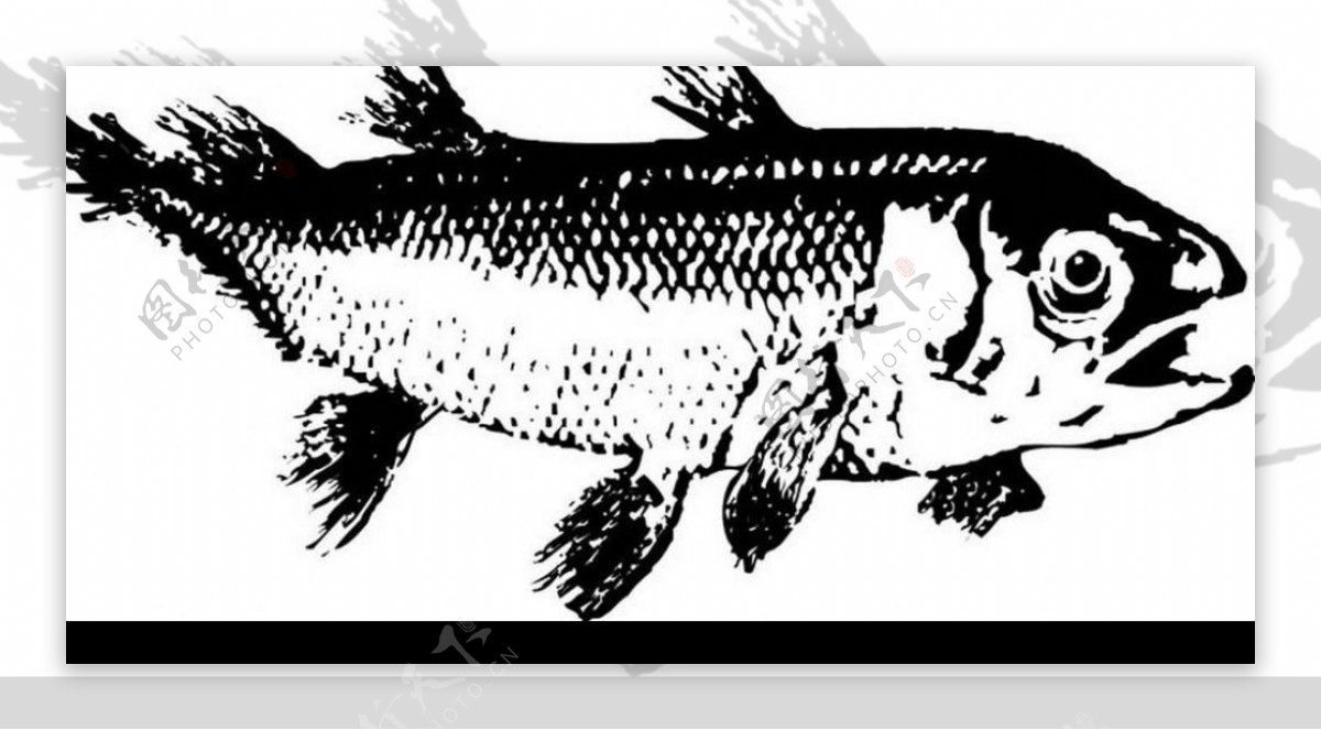 黑白鱼图片