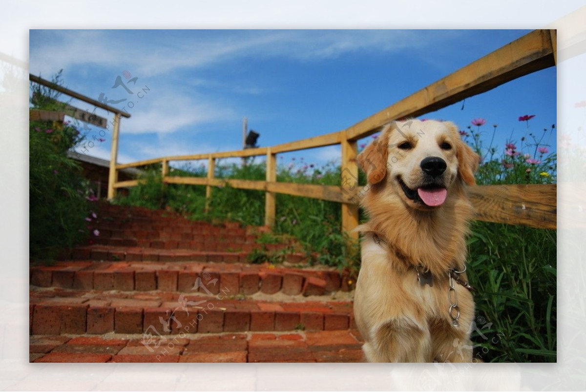 金毛狗和楼梯风景图片