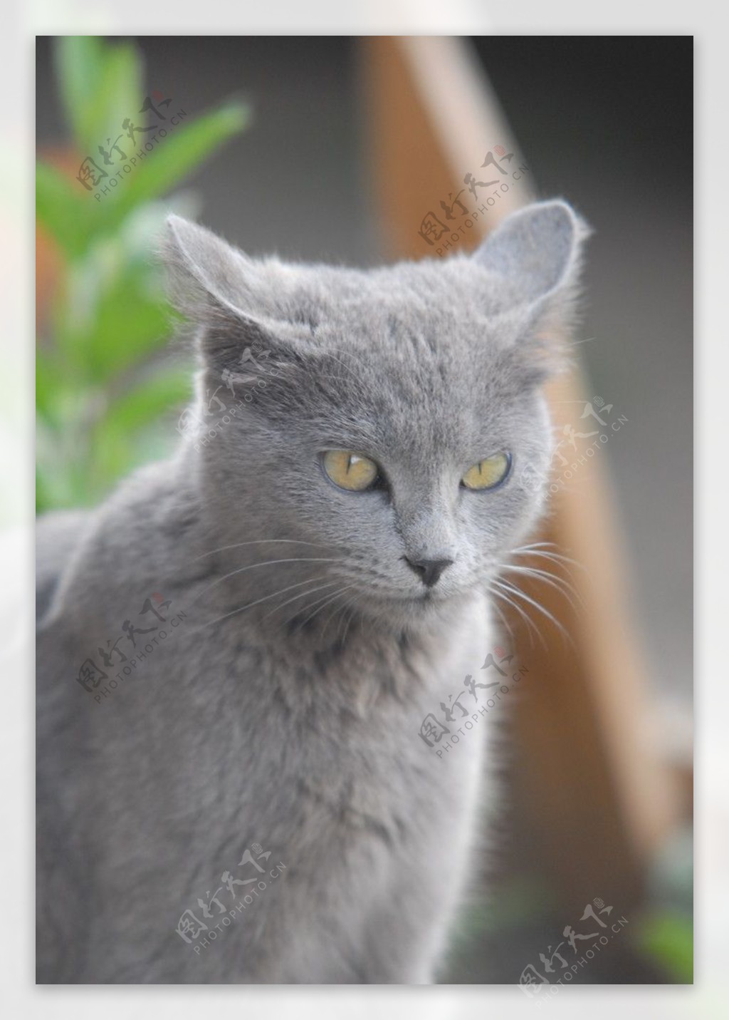 灰色小猫图片