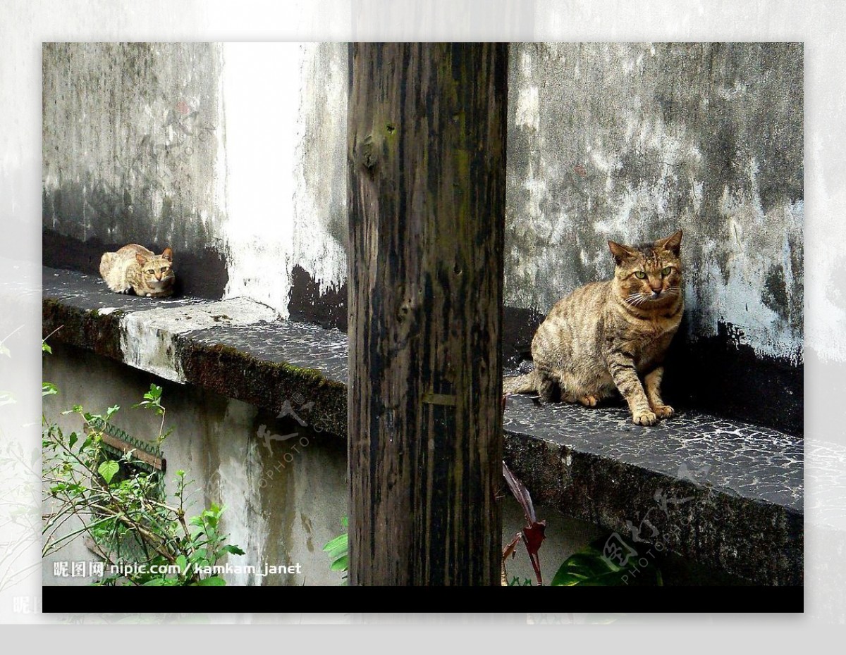 兩隻街貓图片