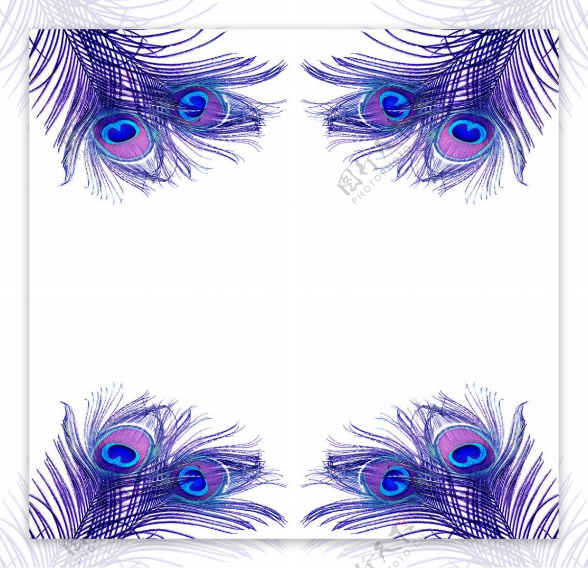 紫色孔雀羽毛图片