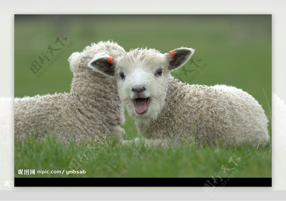 春天，一对新生的小羊和羊妈妈在威尔士草甸风景名胜免费下载_jpg格式_3500像素_编号41853814-千图网
