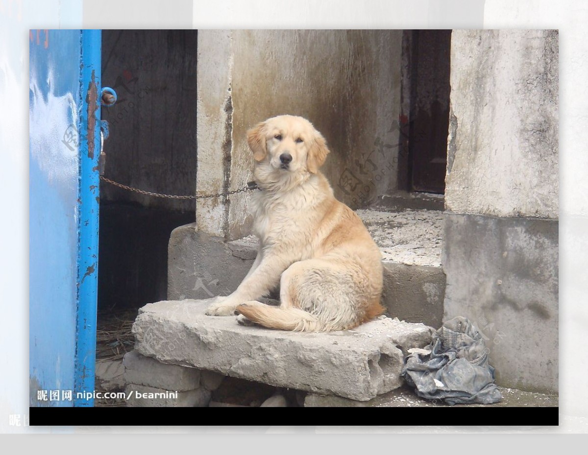 牧羊犬图片