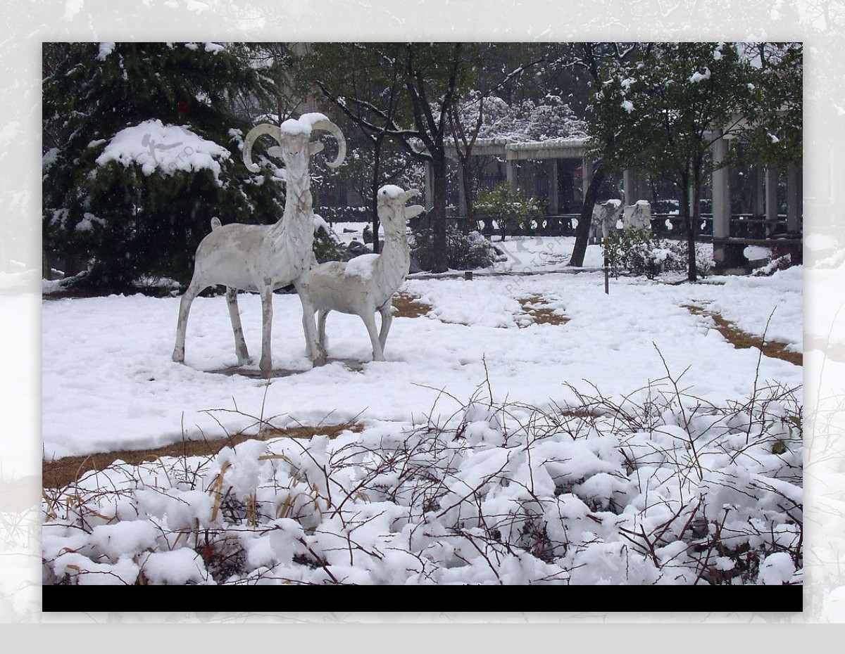城市雕塑雪中的山羊图片