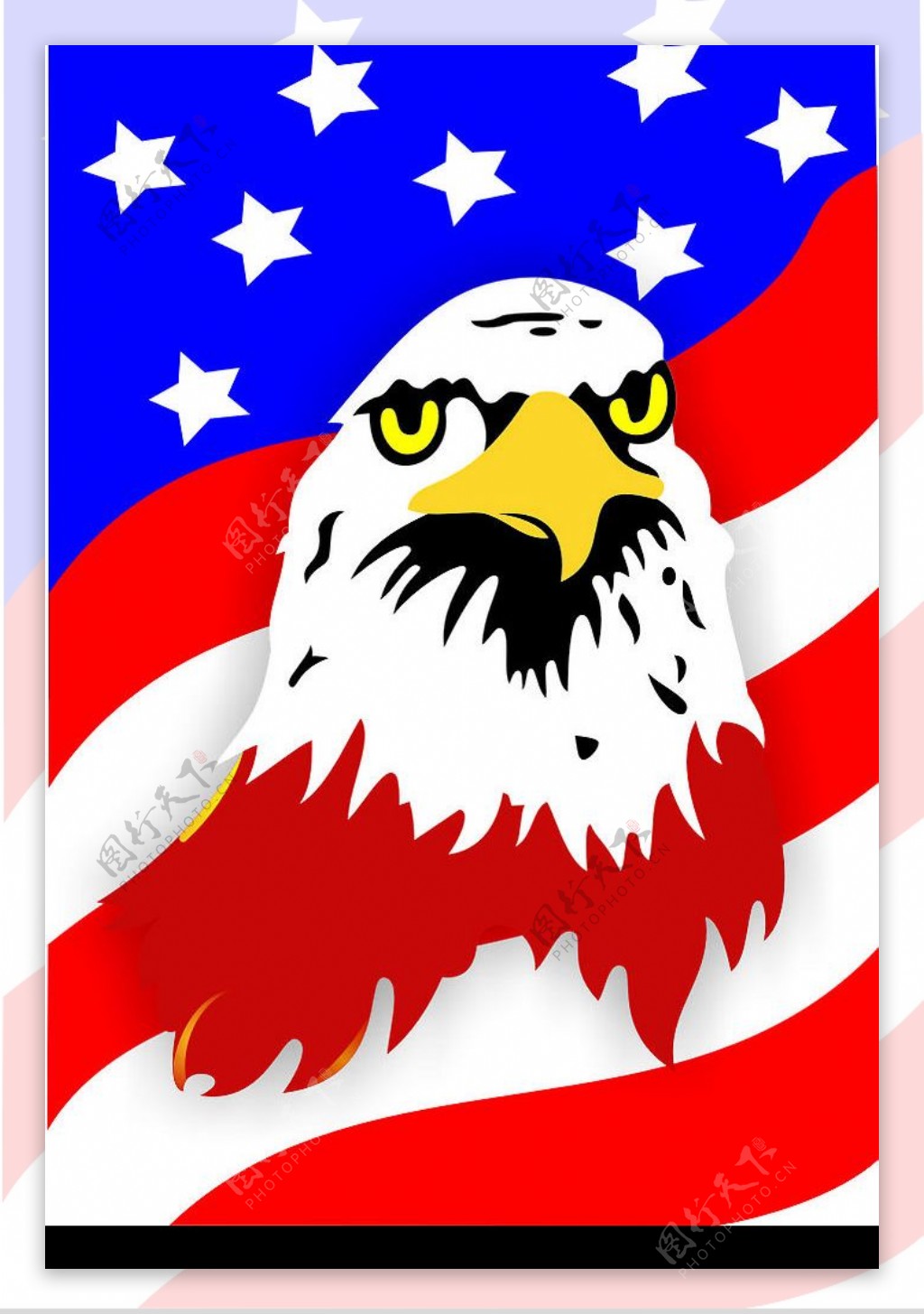 美国白头鹰图片