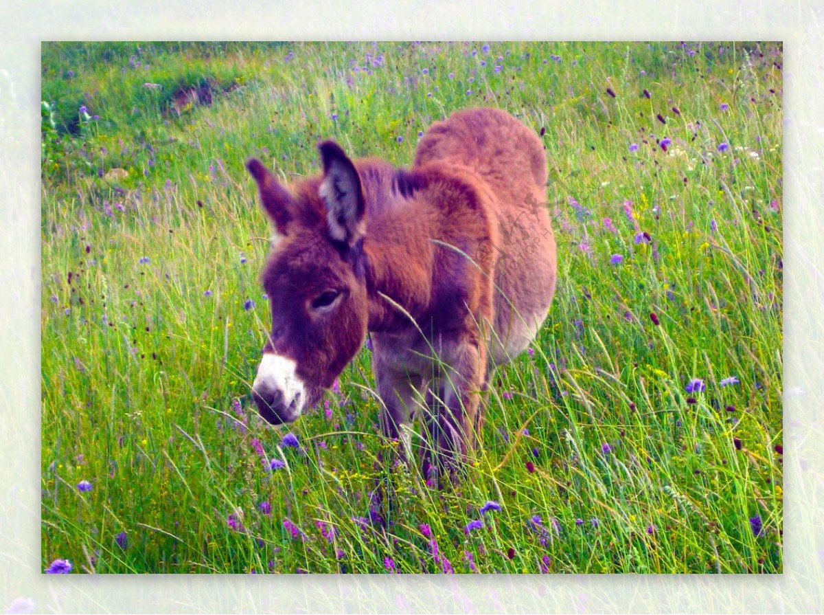 Free Images : grass, wildlife, horn, pasture, grazing, mane, gray, fauna, donkey, grey, head ...