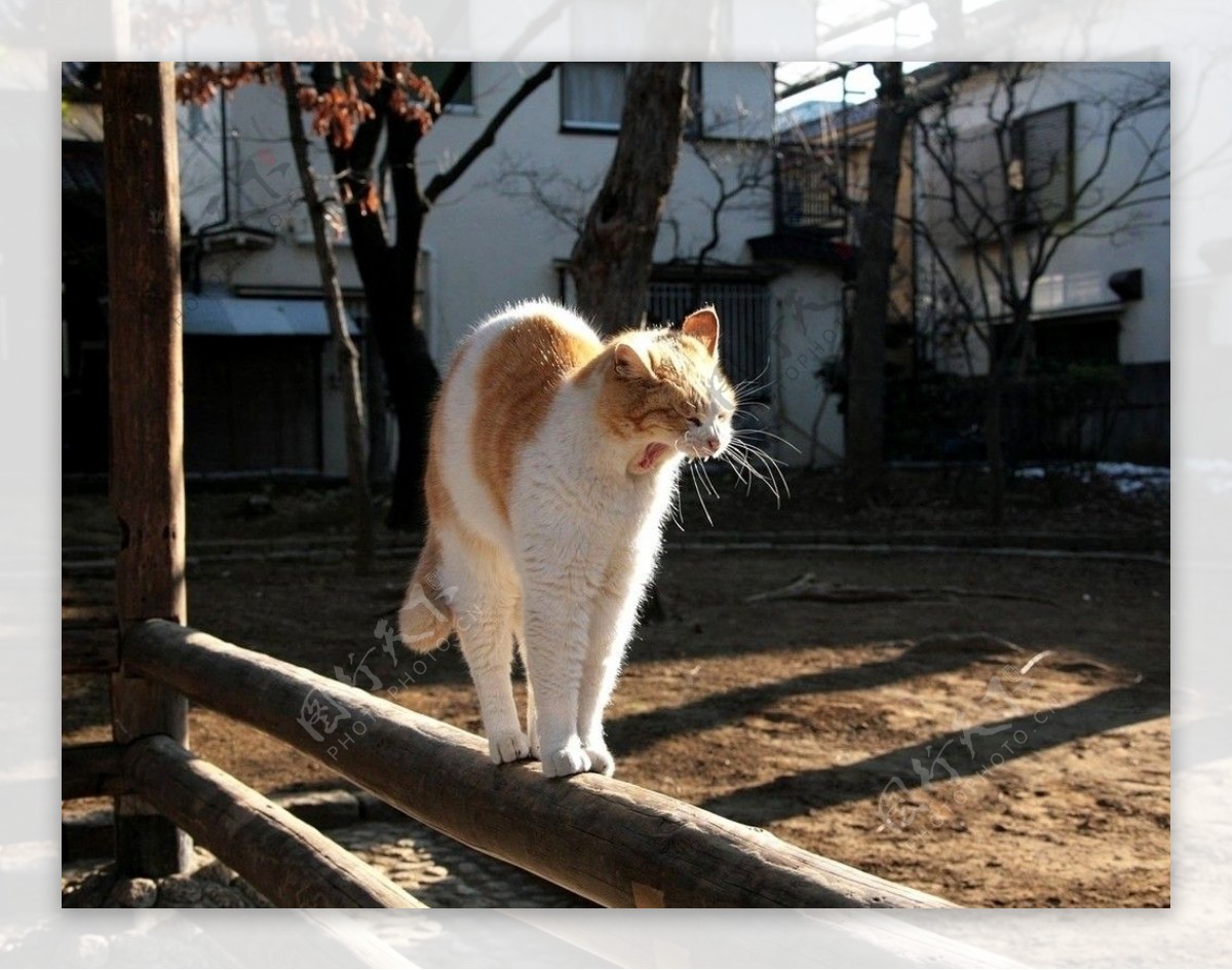 非主流的性感猫咪图片