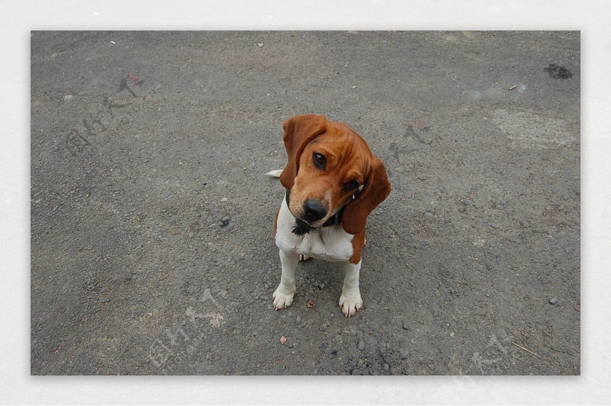 米格魯犬图片