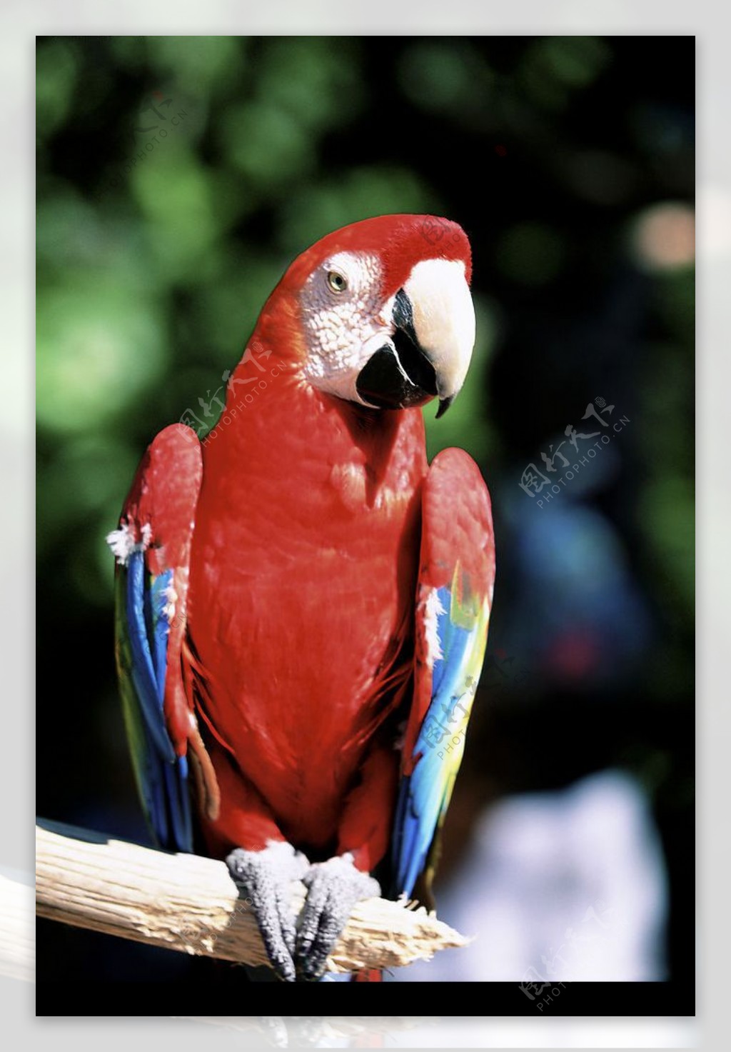 红鹦鹉高清图片