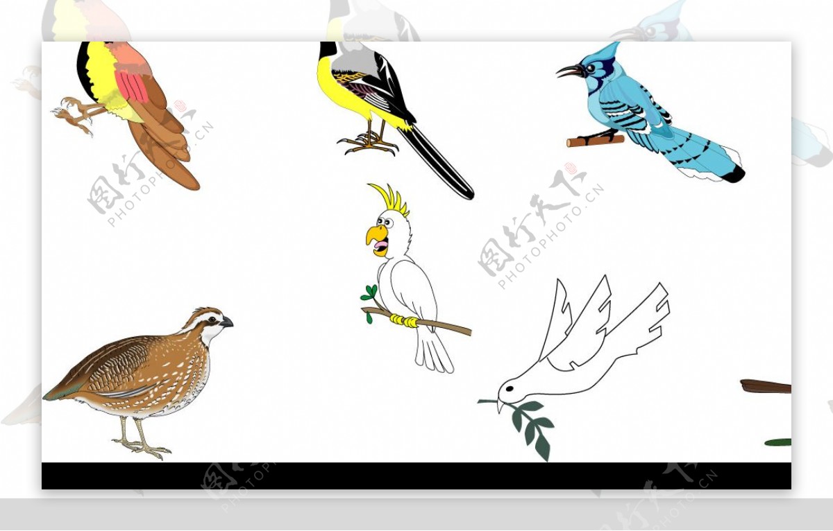 鸟类矢量图集锦图片