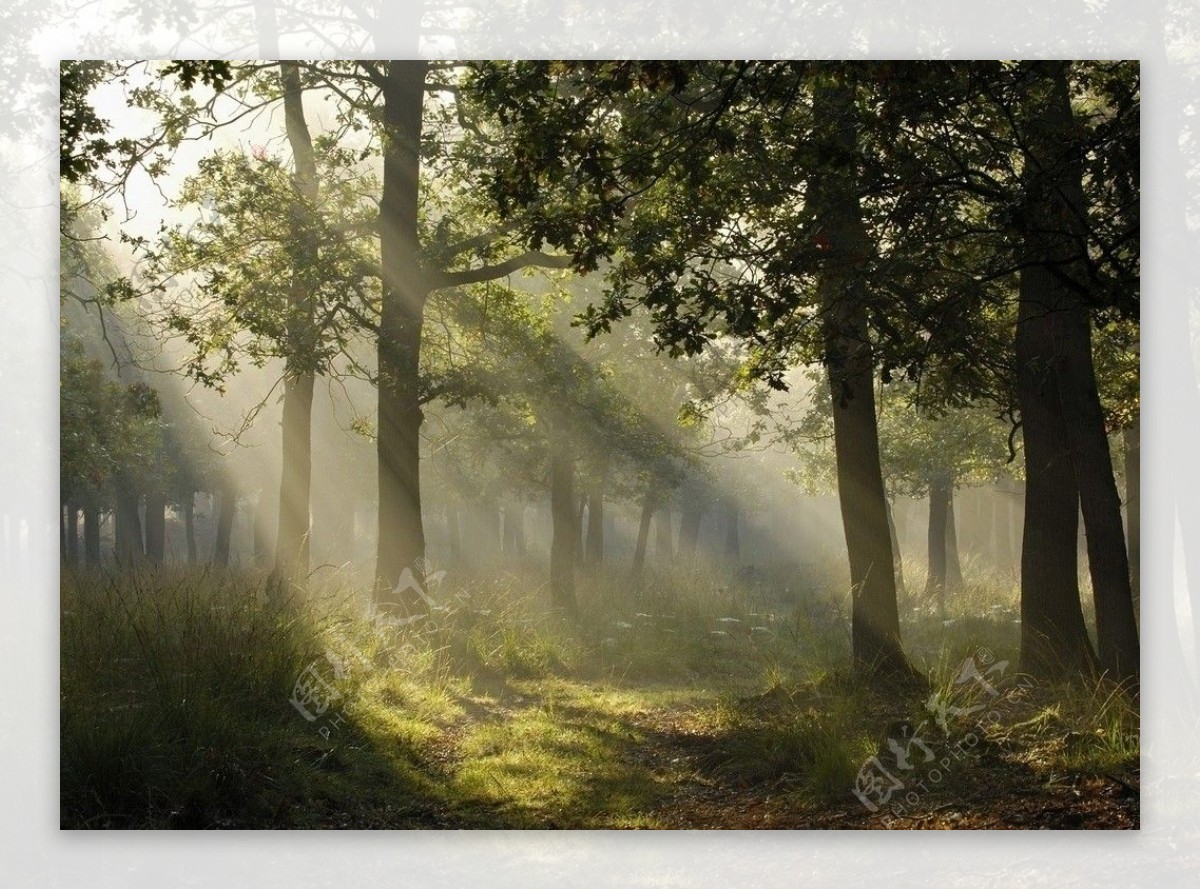 阳光照射下的德国森林图片