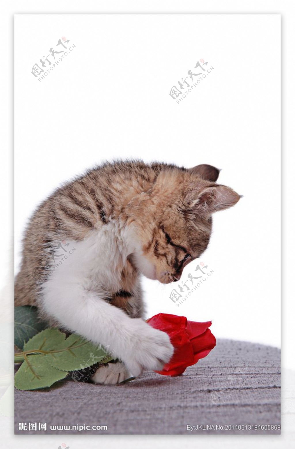 猫与玫瑰花图片