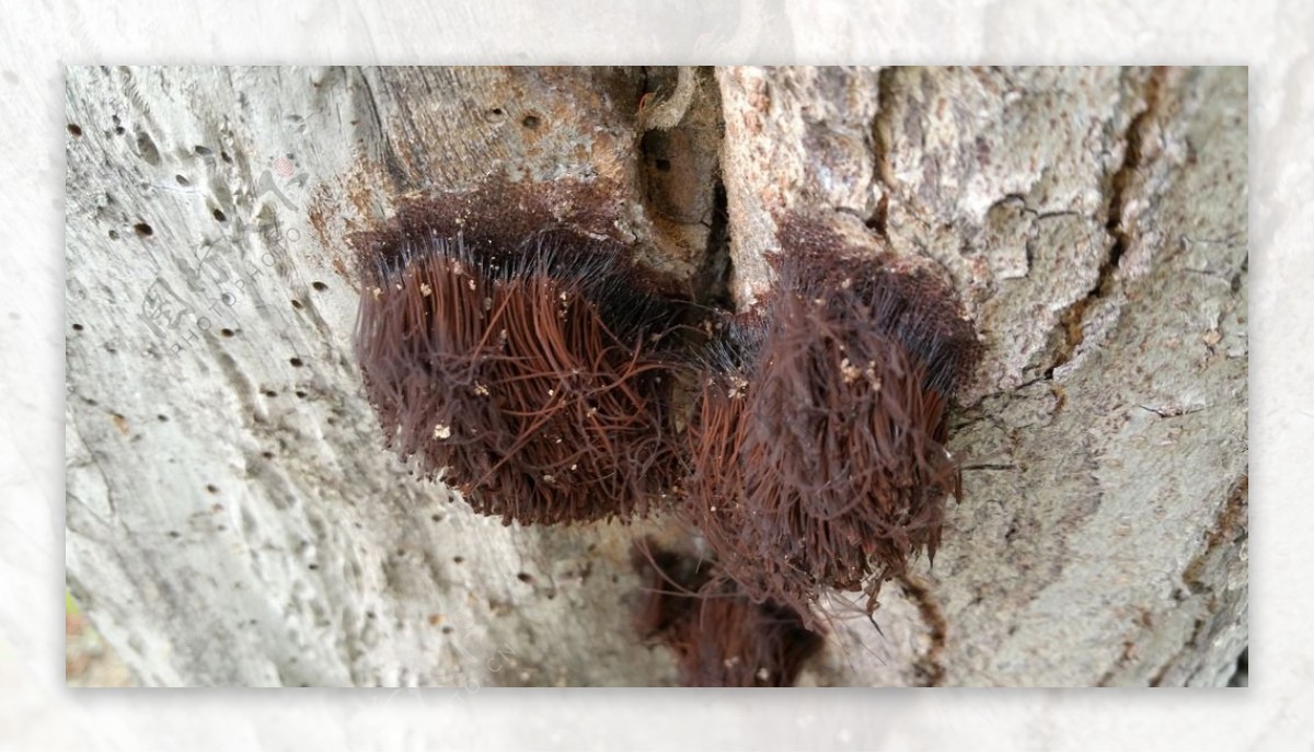 夏天树干上的丝状菌类图片