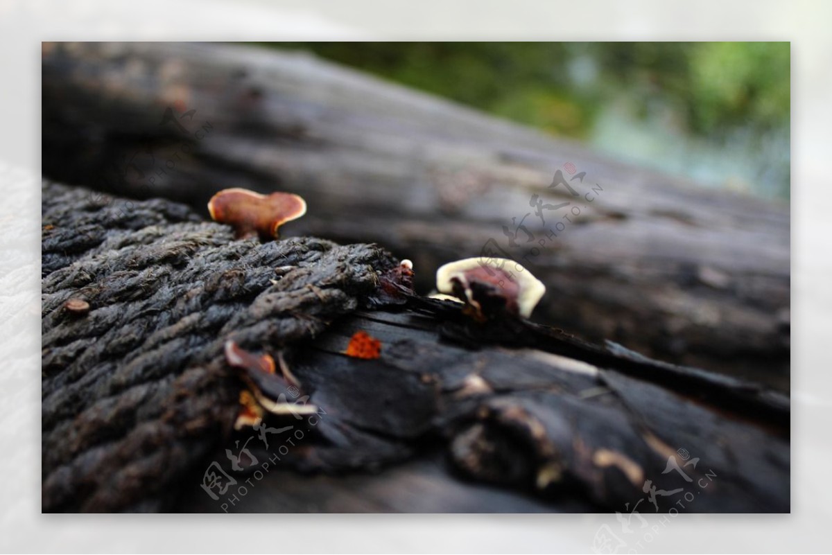 朽木上的真菌图片