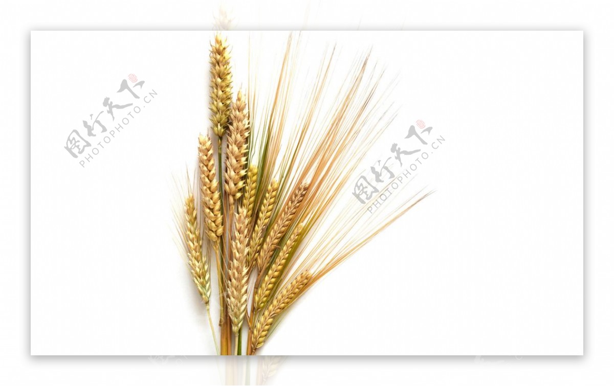 小麦穗图片
