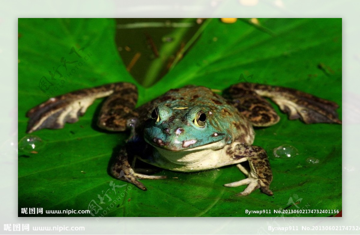 东北林蛙-中国两栖动物及分布-图片