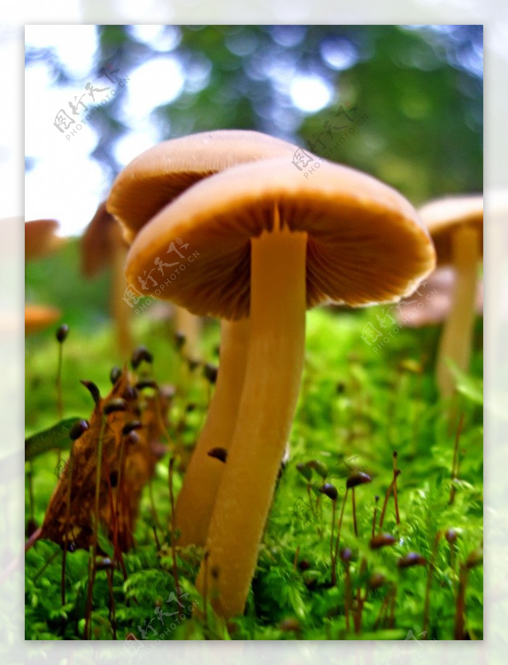 蘑菇图片素材-编号15830233-图行天下