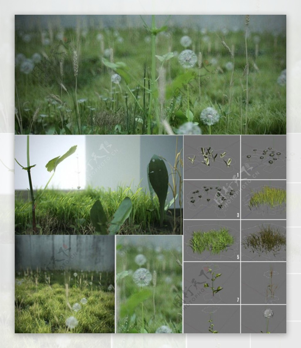 地面草木植物3D模型图片