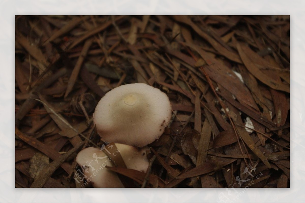 杂草蘑菇图片