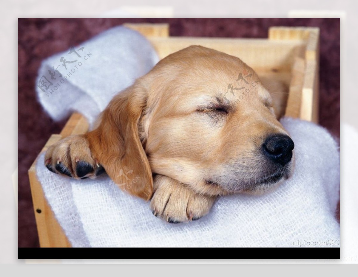 睡觉的小狗图片素材-编号24870337-图行天下