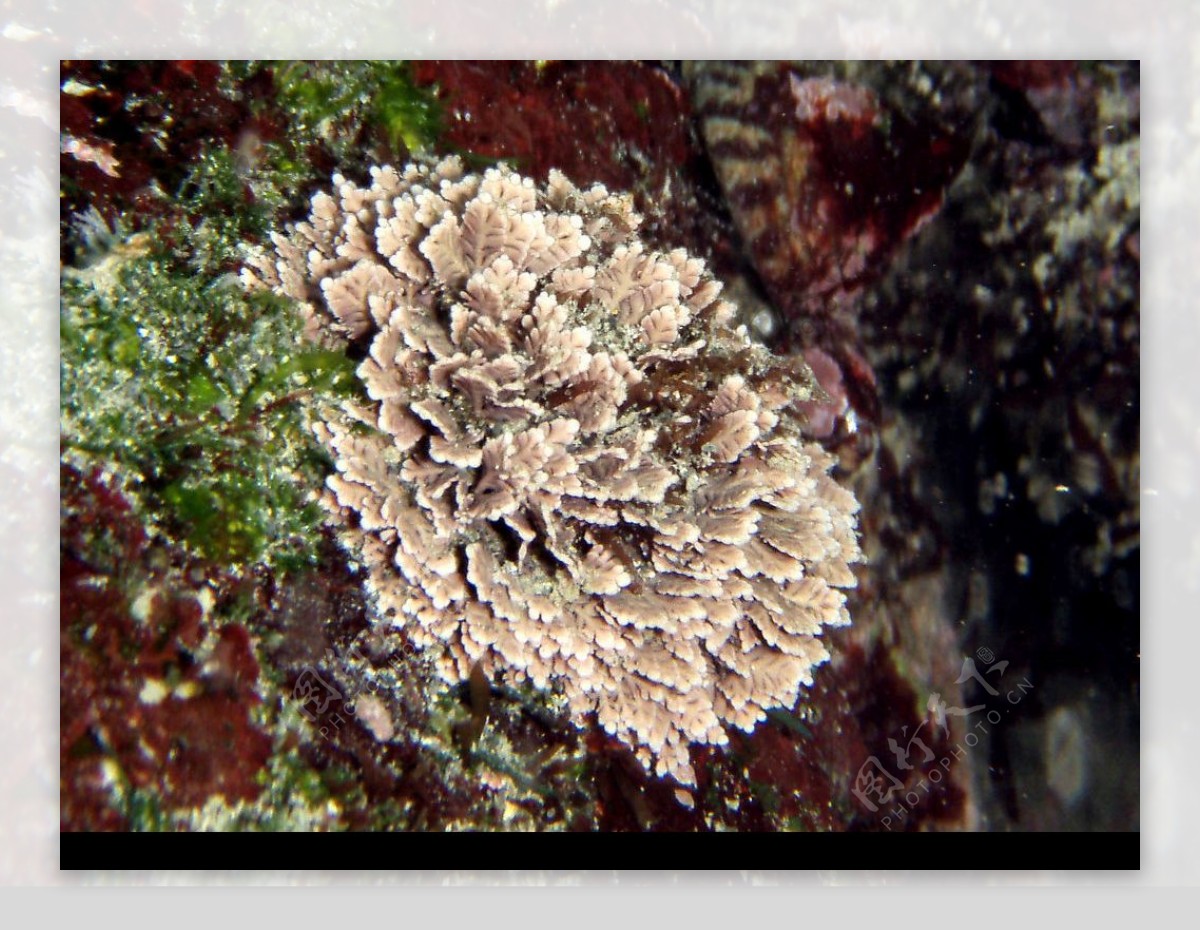 珊瑚藻图片
