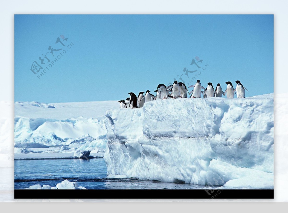冰天雪地里的企鹅图片