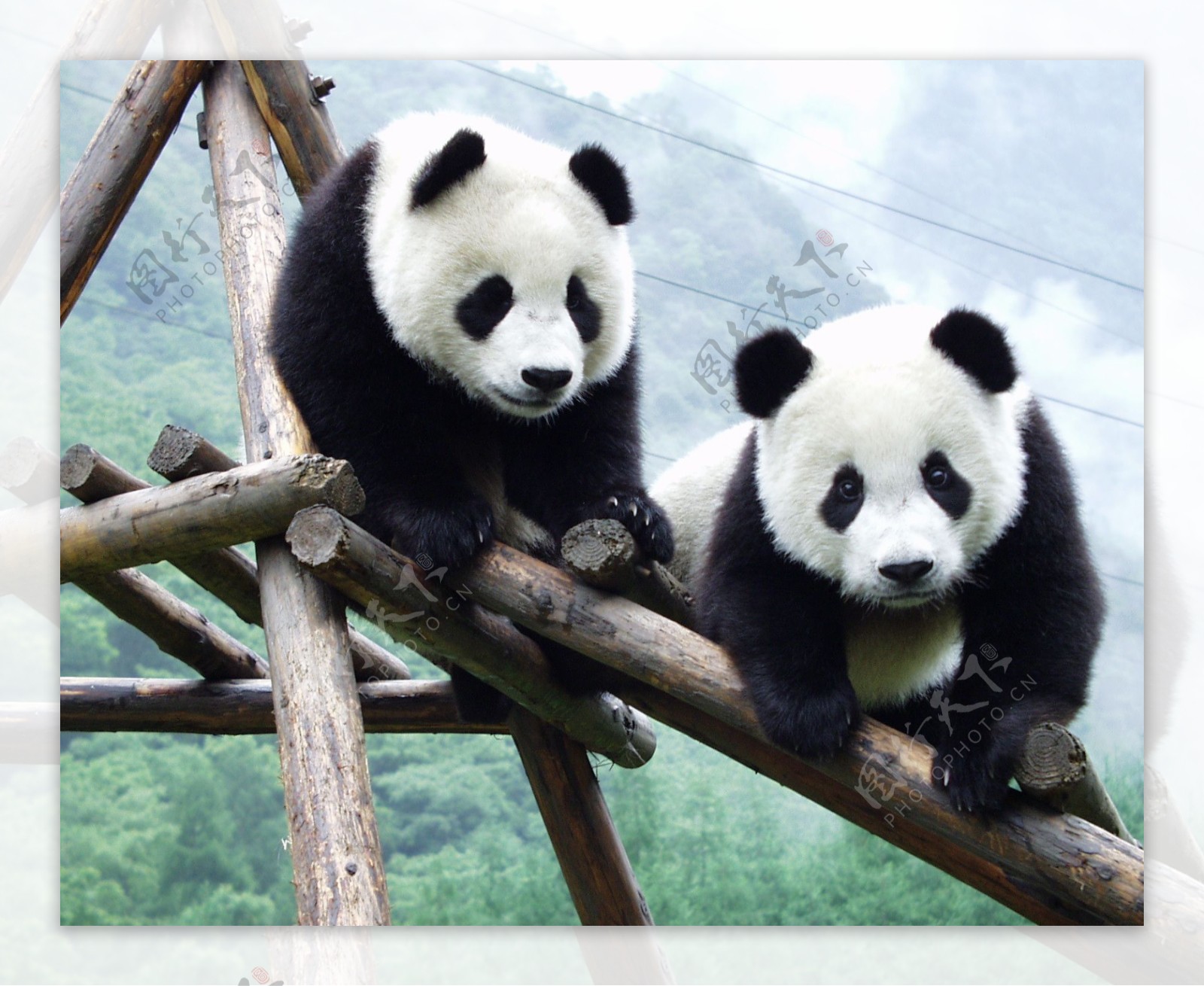 两只大熊猫图片