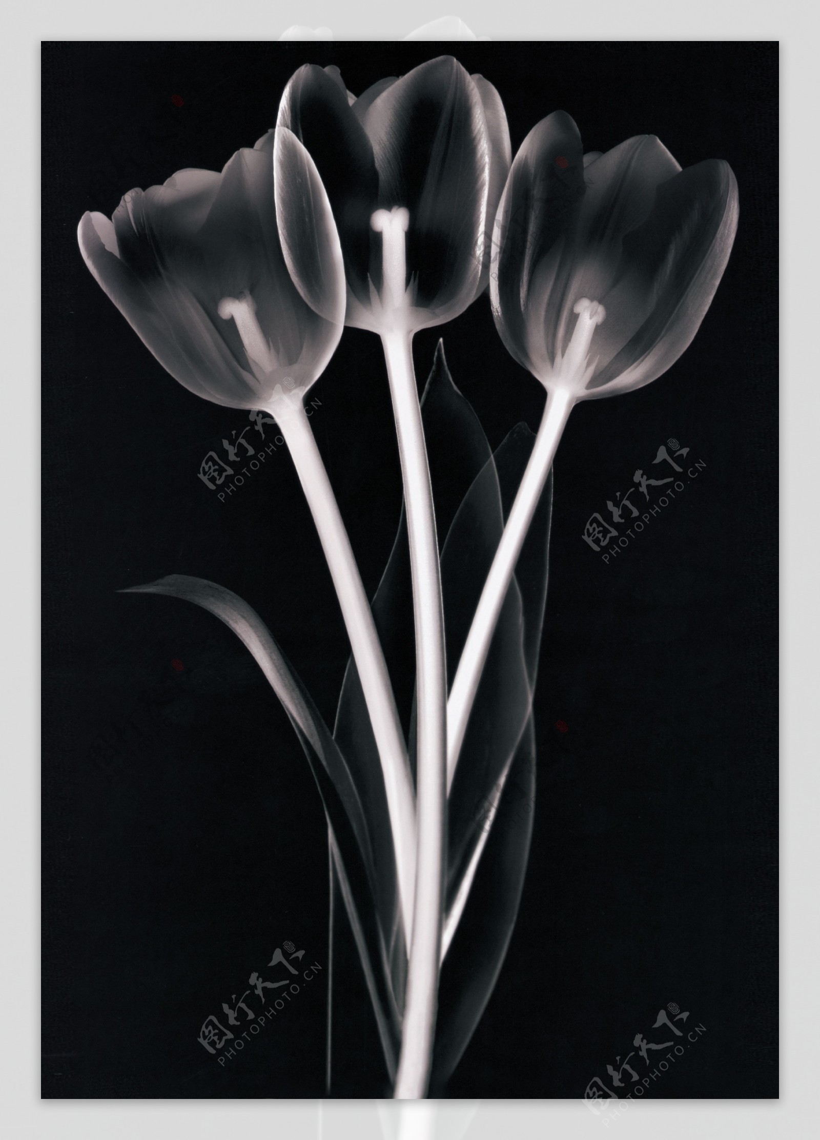 X光射线下的花朵图片