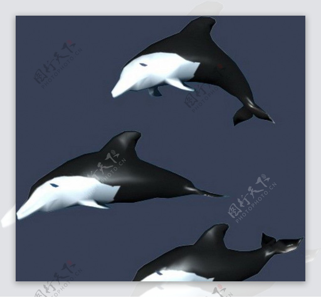 max3D模型动物海豚图片