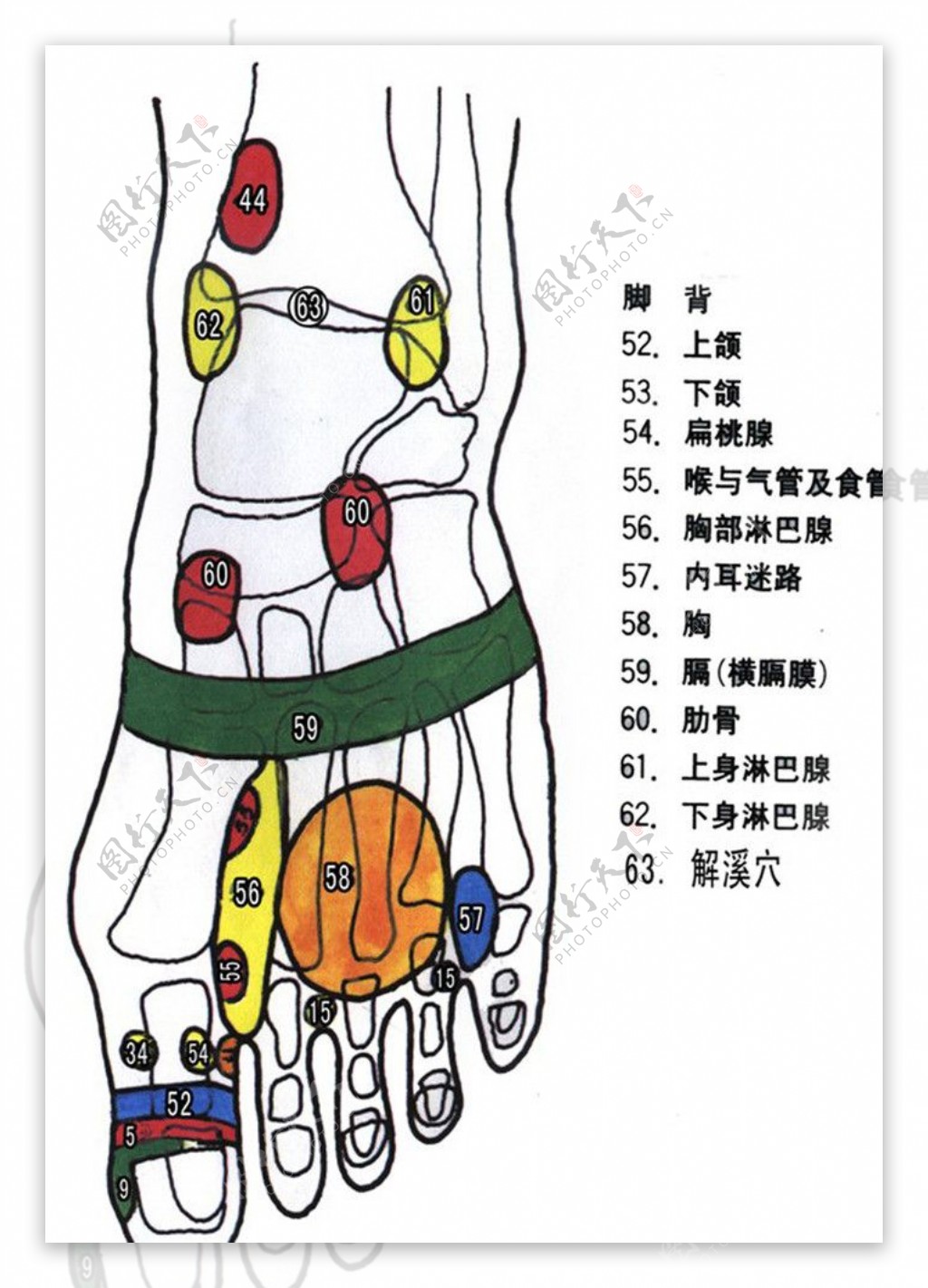 足疗穴位图片