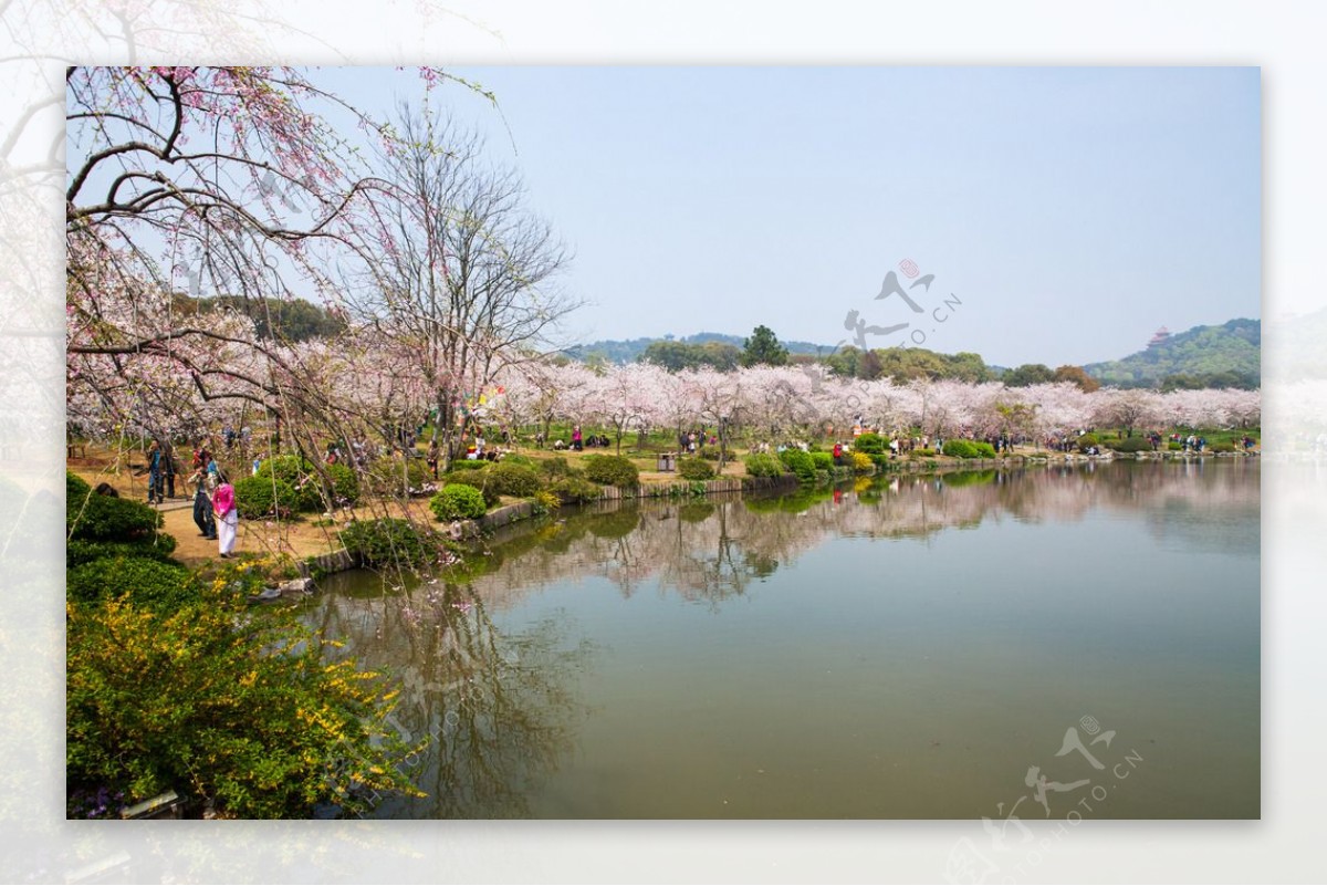 东湖风景区樱花节图片