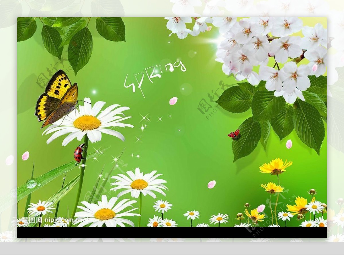 清新植物蝴蝶花卉PSD分层模板图片