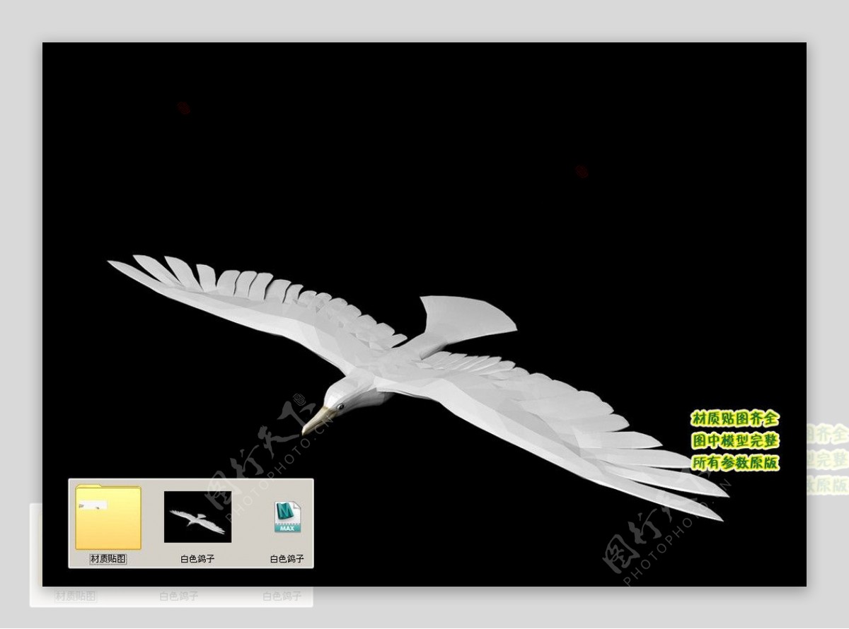 白色鸽子3D三维模型建模图片
