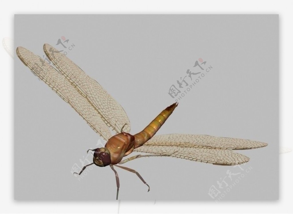 蜻蜓3dmax模型带贴图带3ds格式图片