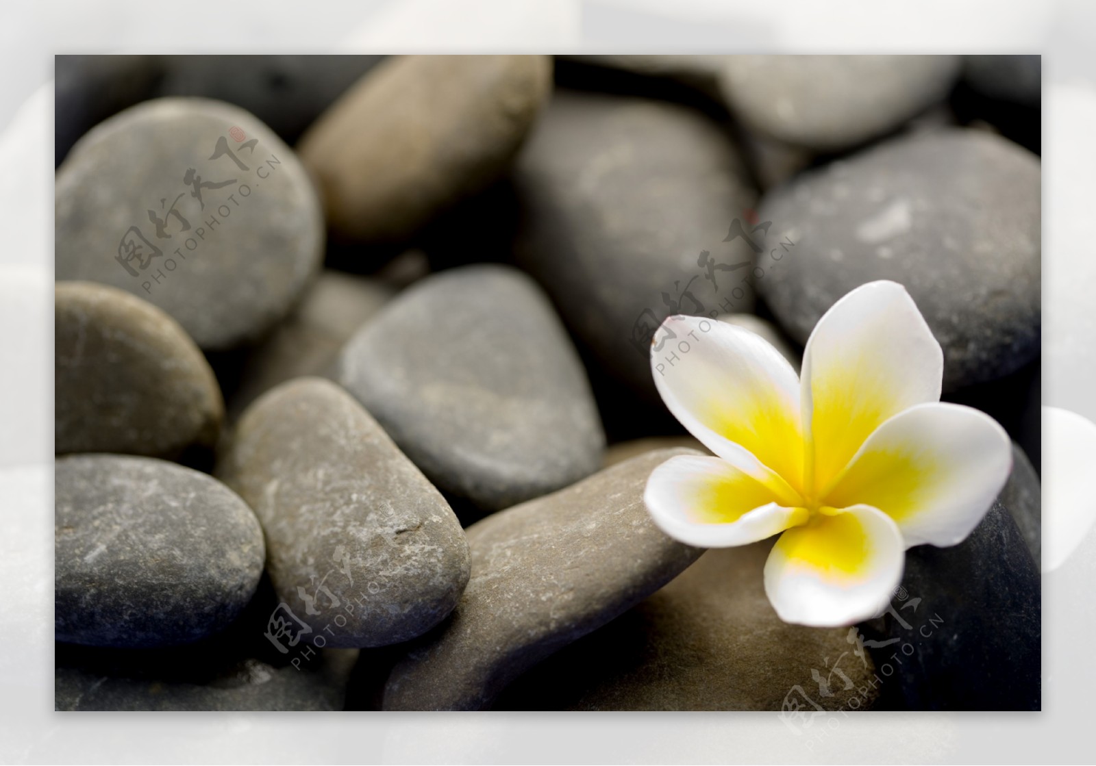 石头花卉图片