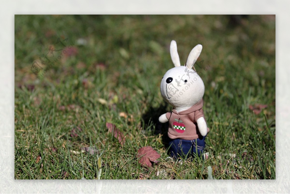草坪上的兔子图片