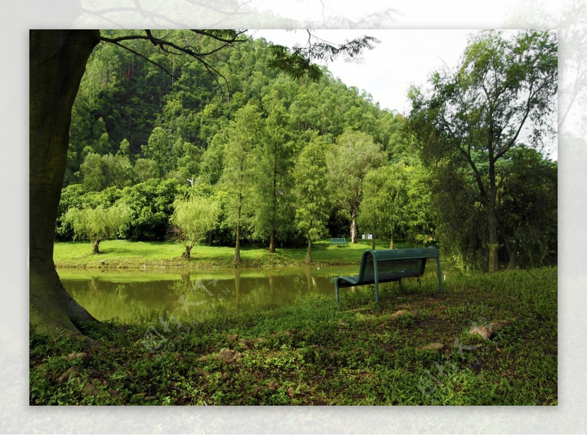 天后宫荒林杂树绿景凳子图片