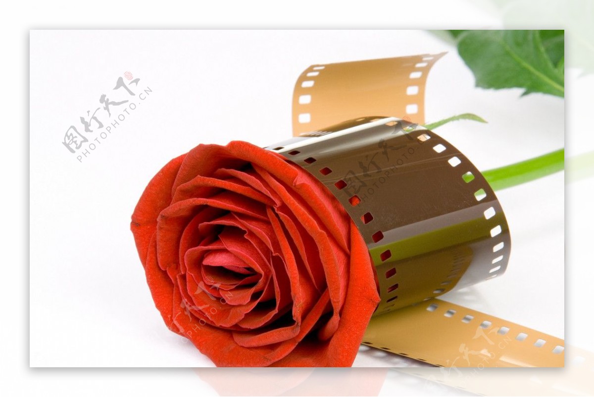红玫瑰和电影带图片
