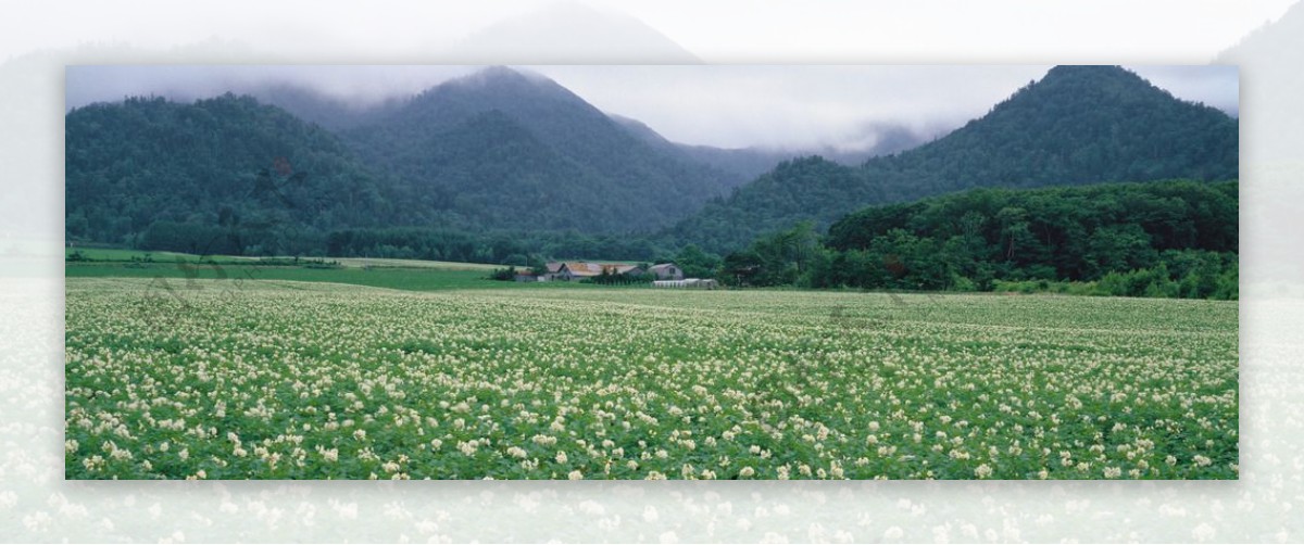 野花绿草茶叶山峰巨幅图片