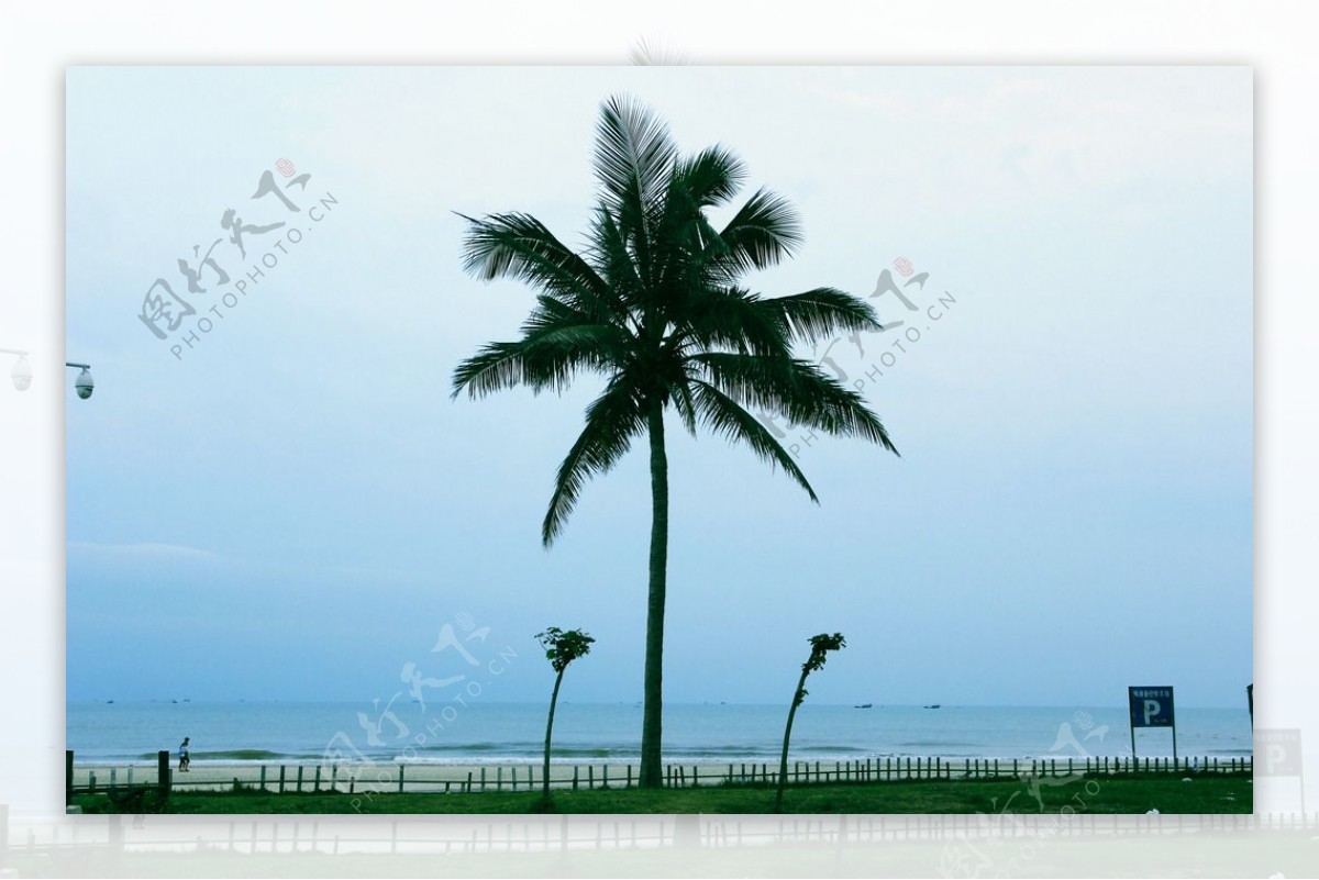 蓝天大海棕榈树图片