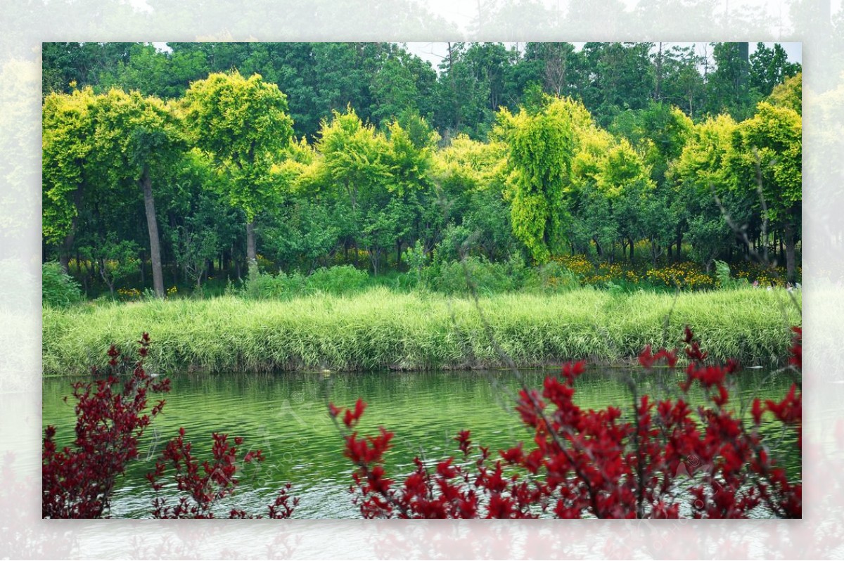 湿地树林图片