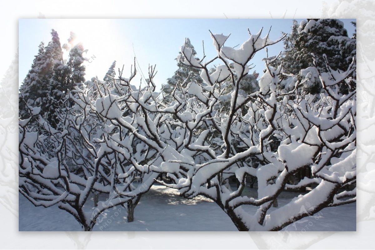 雪景图片