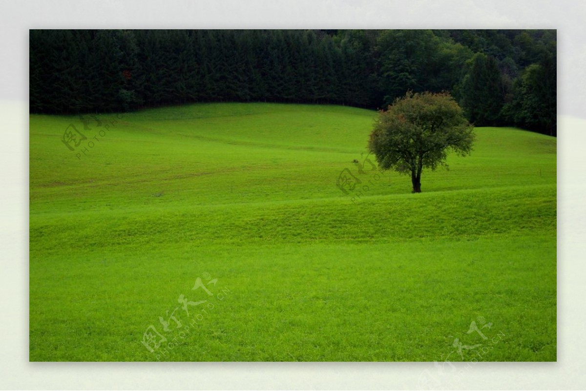 草地绿树图片